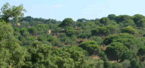 Forêt