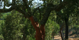 Forêt